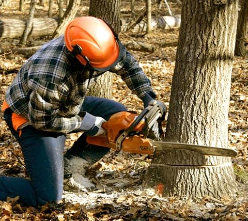 Tree Removal in Camp Murray, WA
